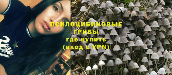 трава Белокуриха